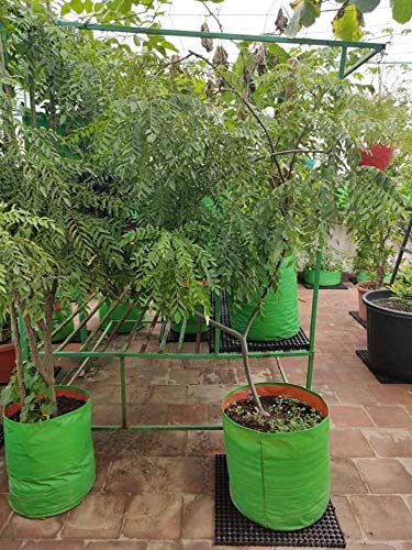 YUVAGREEN Heavy Duty Terrace Gardening Leafy Vegetable Green Grow Bag (15" X 12") - (Pack of 8) - Image 5