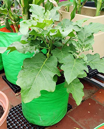 YUVAGREEN Heavy Duty Terrace Gardening Leafy Vegetable Green Grow Bag (15" X 12") - (Pack of 8) - Image 4