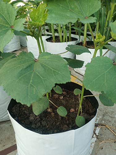 YUVAGREEN UV Treated Poly Grow Bags for Leafy Vegetable and Flower plants (24 x 24 x 40 cm,White Outside, Black Inside) (15) - Image 4