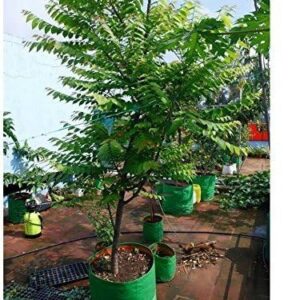 YUVAGREEN Plastic Big Size Terrace Gardening Grow Bag for Fruits, Banana, 24x24inch, 2x2ft Green