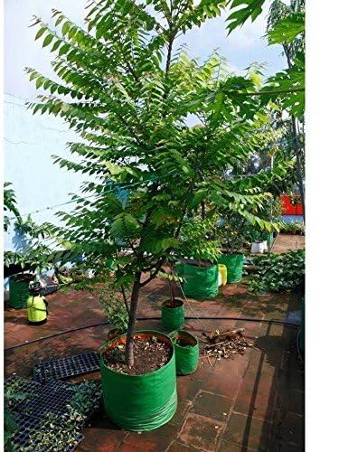 YUVAGREEN Plastic Big Size Terrace Gardening Grow Bag for Fruits, Banana, 24x24inch, 2x2ft Green