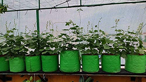 YUVAGREEN Terrace Gardening Leafy Vegetable Grow Bag (9x 9-inch, Green) - Pack of 6 - Image 3