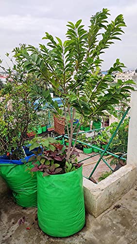 YUVAGREEN Heavy Duty Terrace Gardening Leafy Vegetable Green Grow Bag (12" X 18") - (Pack of 1) - Image 5