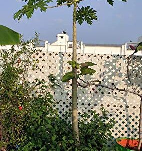 YUVAGREEN Terrace Gardening Leafy Vegetable Green Grow Bag (24" X 24") - (Pack of 5)