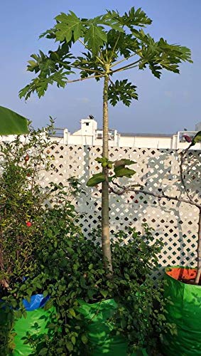 YUVAGREEN Terrace Gardening Leafy Vegetable Green Grow Bag (24" X 24") - (Pack of 5)