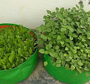 YUVAGREEN Green with Orange 200 GSM UV Treated Grow Bags for Terrace Gardening 15"x9" Pack of 4