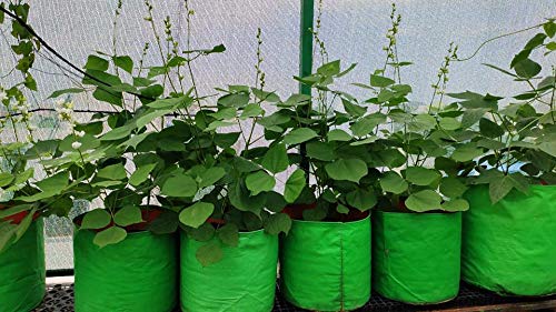 YUVAGREEN Heavy Duty Terrace Gardening Leafy Vegetable Green Grow Bag (15" X 12") - (Pack of 5) - Image 3