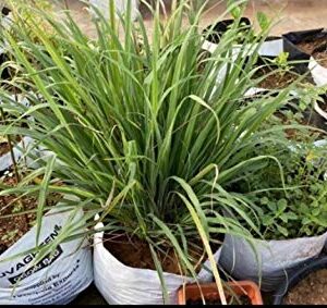 YUVAGREEN UV Treated Poly Grow Bags for Leafy Vegetable and Flower Plants (24 x 24 x 40 cm,White Outside, Black Inside) (5)