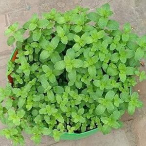 YUVAGREEN Terrace Gardening Leafy Vegetable HDPE Green With Orange UV Treated Grow Bags (12" x 9") Height Height, Pack Of 4, 22 Cm, 30 Cm