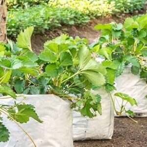 YUVAGREEN UV Treated Poly Grow Bags for Leafy Vegetable and Flower Plants (28 x 28 x 50 cm,White Outside, Black Inside) (20)
