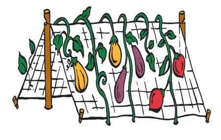 YUVAGREEN Plant Climbing net, Creeper Plant Support net for Agriculture and Gardening (5 feet X 10 feet, Black) (Pack of 1) - Image 5