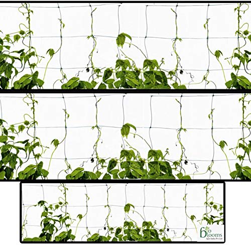 YUVAGREEN Agro Garden Netting Green House Creeper Plant Support Net, 10 Feet X 5 Feet (3 Mtrs X 1.5 Mtrs, Black) set of 2 - Image 4