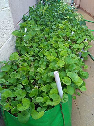 YUVAGREEN Terrace Gardening Leafy Vegetable Green Grow Bag (12" x 12" x 9") - (Pack of 2) - Image 3