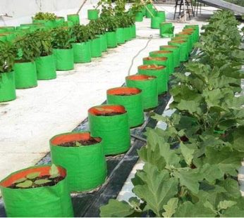 YUVAGREEN Heavy Duty Terrace Gardening Leafy Vegetable Green Grow Bag (15″ X 15″) – (Pack of 2)