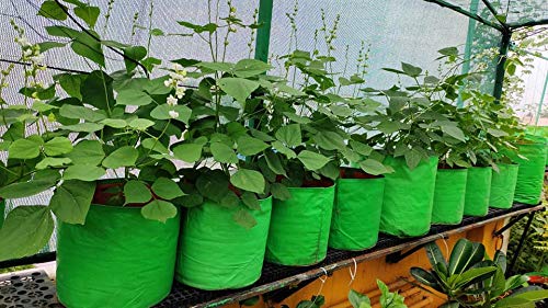 YUVAGREEN Heavy Duty Terrace Gardening Leafy Vegetable Green Grow Bag (12" X 12") - (Pack of 2) - Image 3
