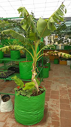 YUVAGREEN Heavy Duty Terrace Gardening Leafy Vegetable Green Grow Bag (18" X 24") - (Pack of 4)