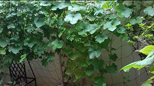 YUVAGREEN Agro Garden Netting Green House Creeper Plant Support Net, 10 Feet X 5 Feet (3 Mtrs X 1.5 Mtrs, Black) set of 2 - Image 5