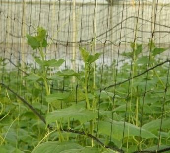 YUVAGREEN Evergreen Plant Climbing Creeper Plant Support net for Agriculture and Gardening (5×1.5 m, Black) Set of 1