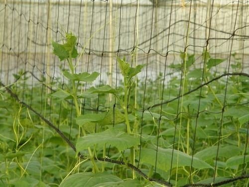 YUVAGREEN Evergreen Plant Climbing Creeper Plant Support net for Agriculture and Gardening (5x1.5 m, Black) Set of 1