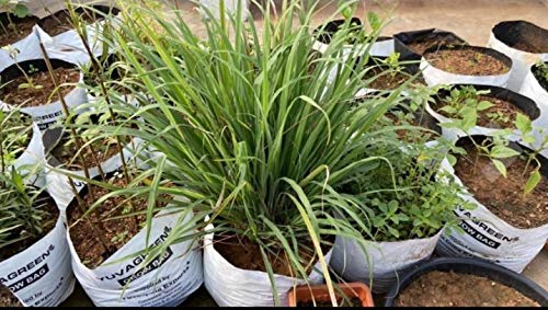 YUVAGREEN UV Treated Poly Grow Bags for Leafy Vegetable and Flower Plants (24 x 24 x 40 cm,White Outside, Black Inside) (5)