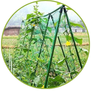 Plant Creeper Net