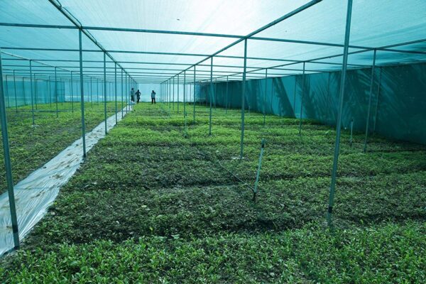 YUVAGREEN Gardening Shadenet 50% Shade 3X10 Meters Role Full Green Thick and UV Treated Long Life - Image 2